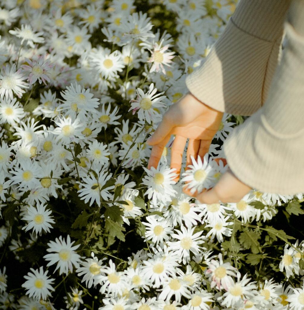 pexels-photo-6285771 faceless woman picking bellis perennis flowers on meadow