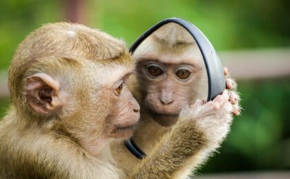 closeup photo of primate